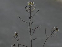 Arabidopsis thaliana 5, Zandraket, Saxifraga-Willem van Kruijsbergen